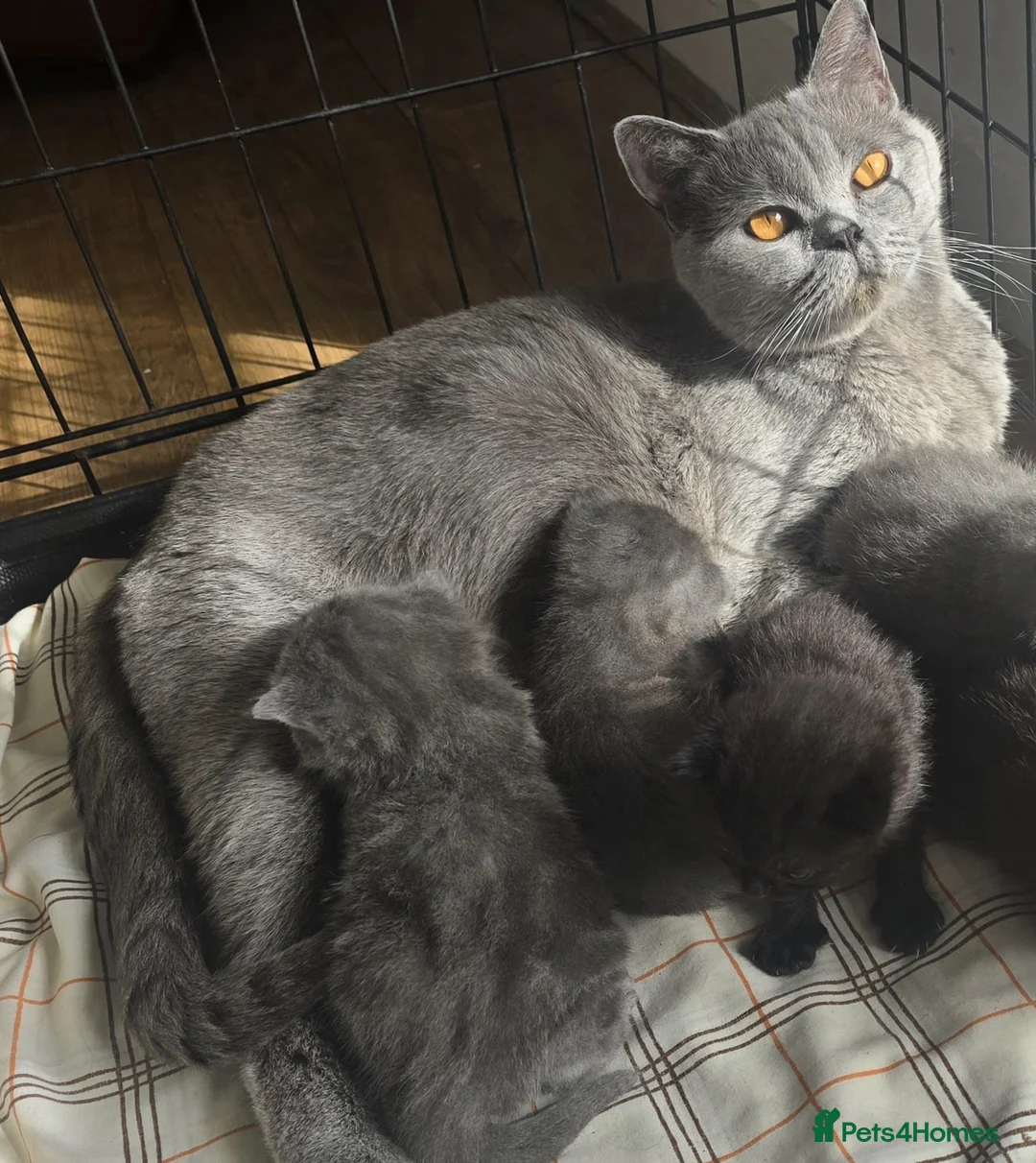 British Shorthair cats for sale: Pure breed gorgeous british blue kittens - Advert 1