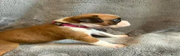 Boxer dogs for sale:  Pedigree boxer puppies – 4 Girls & 2 Boys in Brentwood - Advert 16