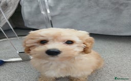 Cockapoo dogs for sale: 6 months old Apricot cocapoo for sale - Image 1