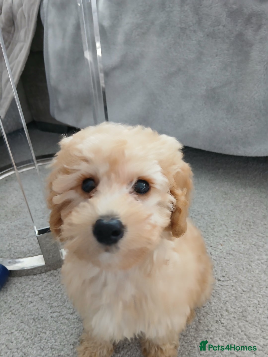 Cockapoo dogs for sale: 6 months old Apricot cocapoo for sale - Image 1