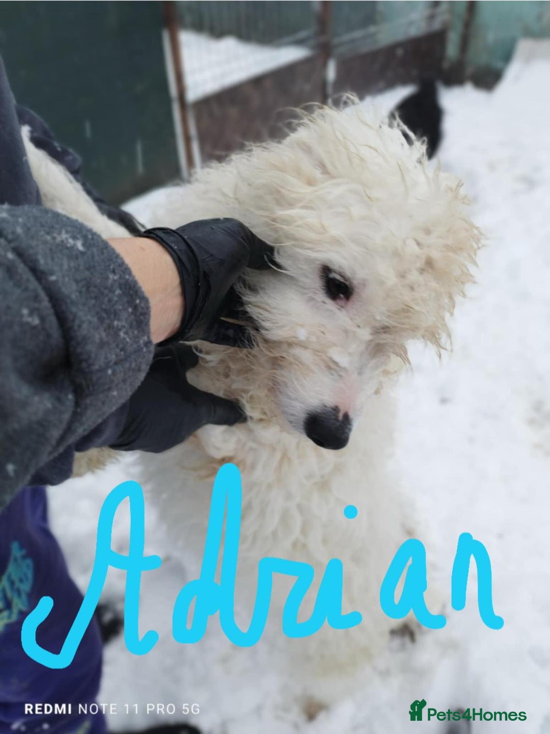 Mixed Breed dogs for adoption: ADRIAN 🤍 a Scruffy, Gentle Soul for a Loving Home - Advert 4