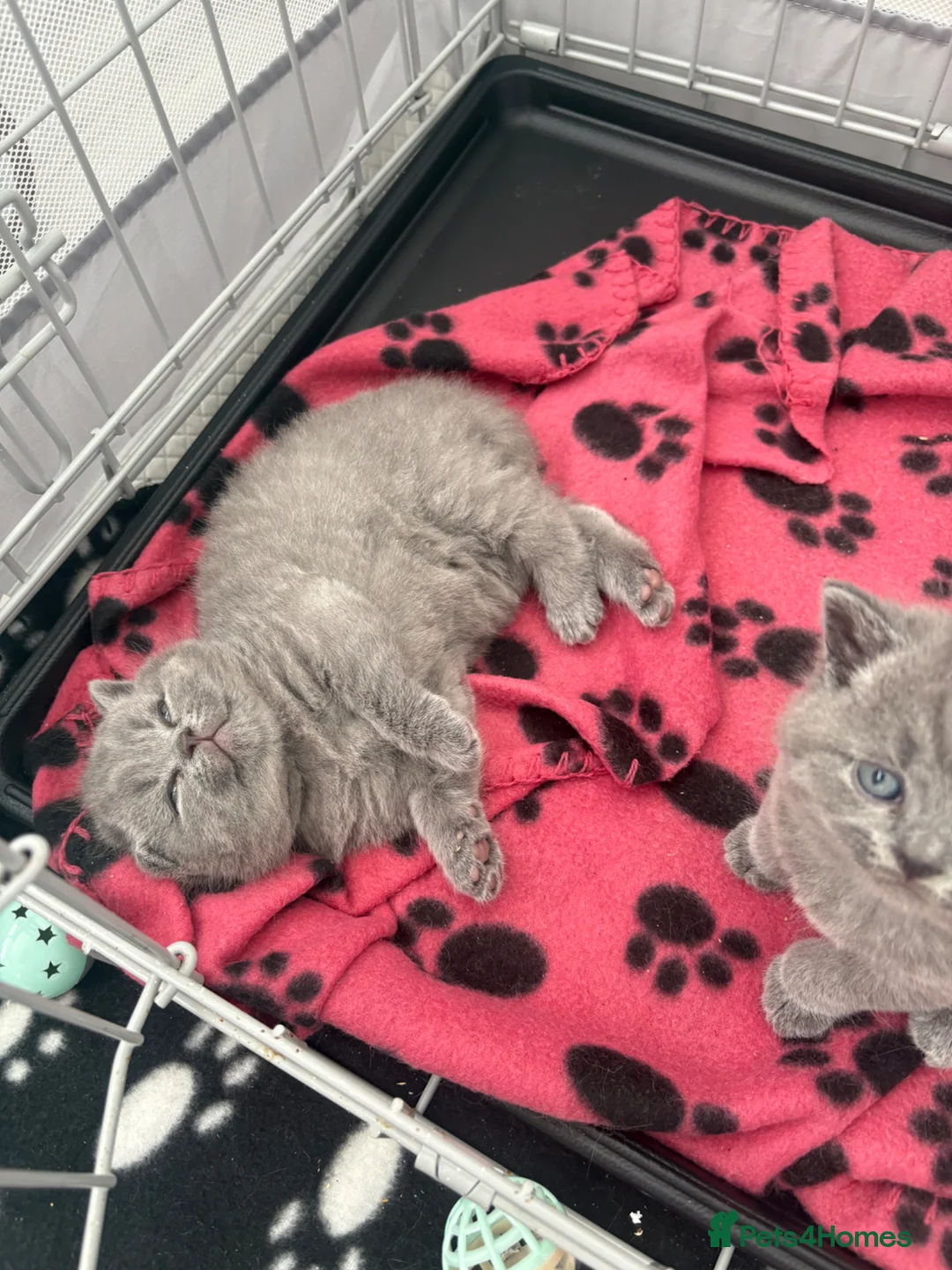 British Shorthair cats for sale: Chunky GCCF registered British shorthair kittens  in Leeds - Advert 2