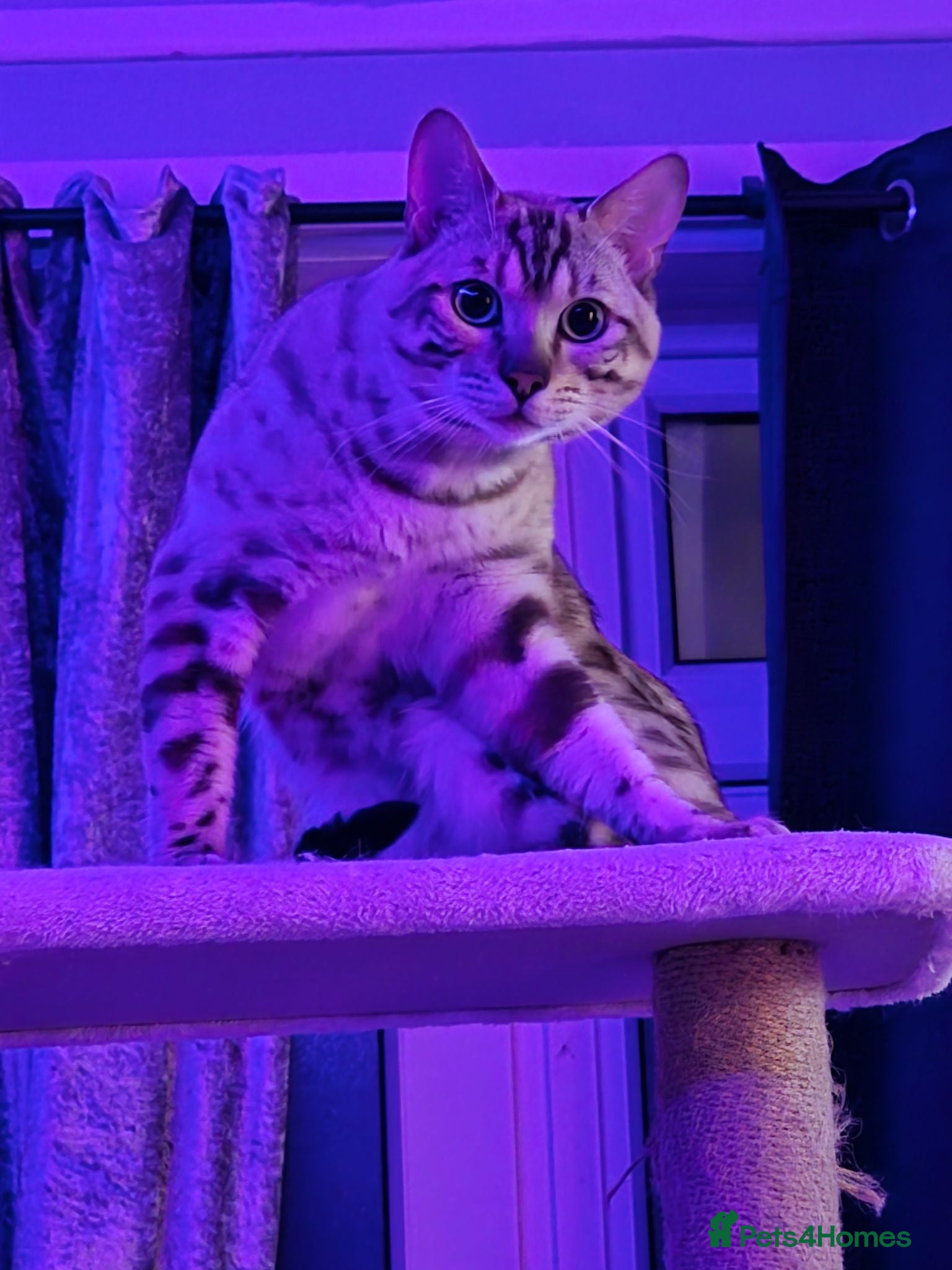 Bengal cats  Beautiful Snow Bengal called Snow - Advert 15