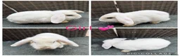 Mini Lop rabbits for sale: Gorgeous Mini Lops looking for new laps & cuddles  - Advert 11