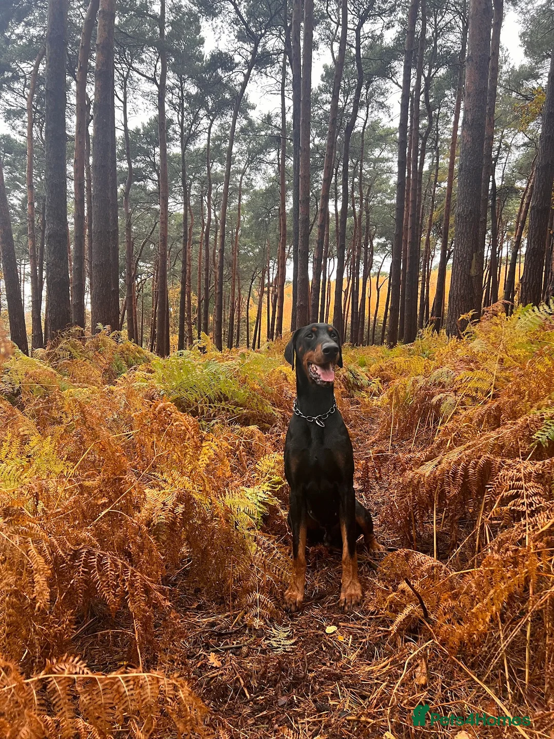 Dobermann dogs for sale: Outstanding RKC Dobermann Puppies  - Advert 2