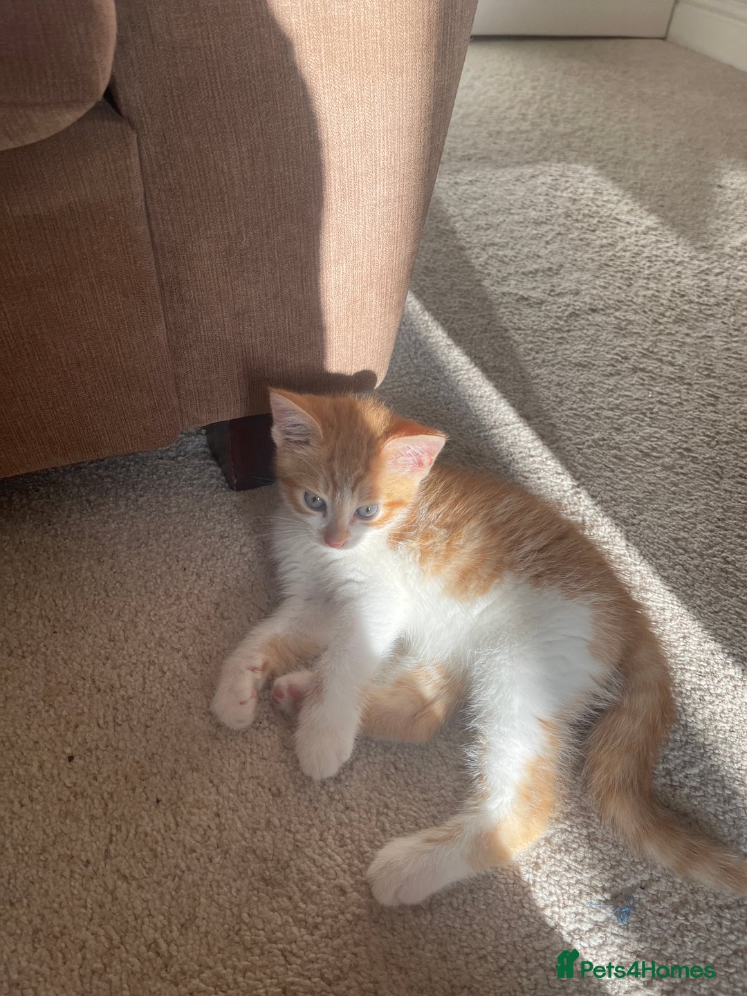 Mixed Breed cats for sale: Mixed breed 10 week old ginger/white male kitten  - Image 1