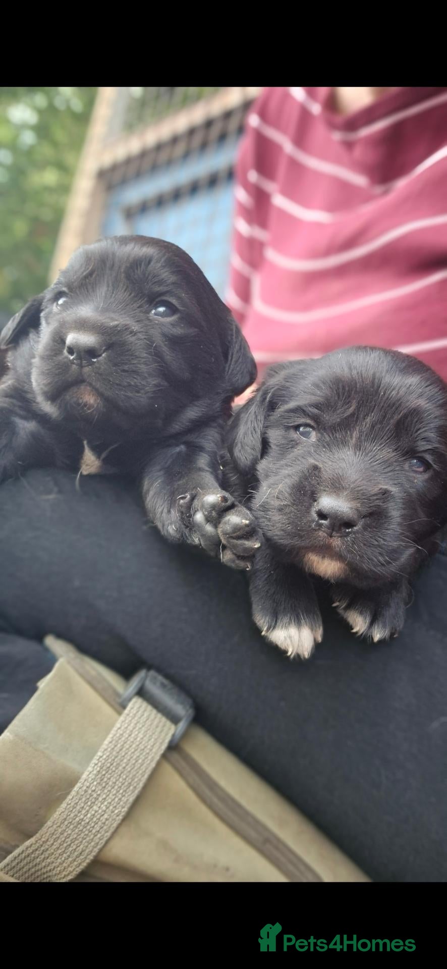 Springador dogs Springerdor puppies for sale - Advert 1