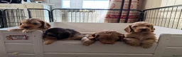 Mixed Breed dogs for sale: Beautiful Miniature Austrailian Labradoodle pups in Northwich - Advert 17