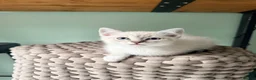 Ragdoll cats for sale: Ragdoll kittens lynx point x 3  - Advert 8