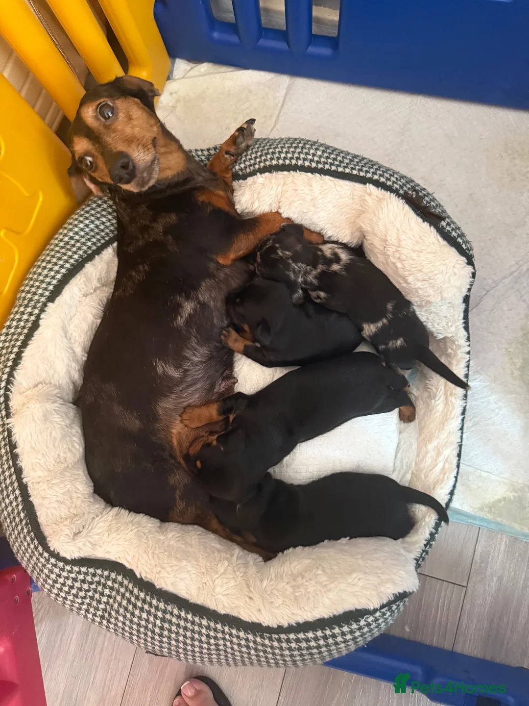 Jackshund dogs for sale: Beautiful JackShund Puppies - Advert 2