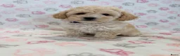 Maltipoo dogs for sale: Beautiful health tested happy Maltipoo puppys  - Advert 7