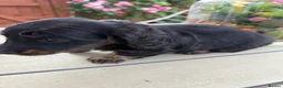 Miniature Dachshund dogs for sale:  Adorable Miniature Dachshund Puppies - Advert 21
