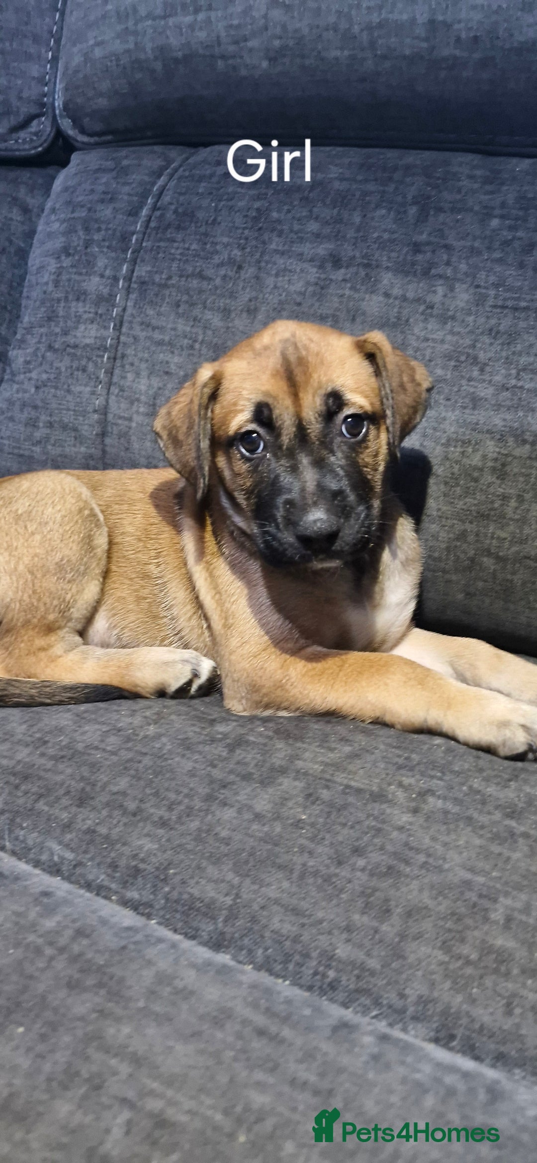 Mixed Breed dogs for sale: Mixed breed - Advert 1