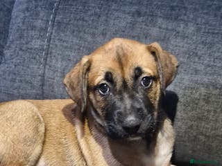 Mixed Breed dogs Mixed breed - Advert 3