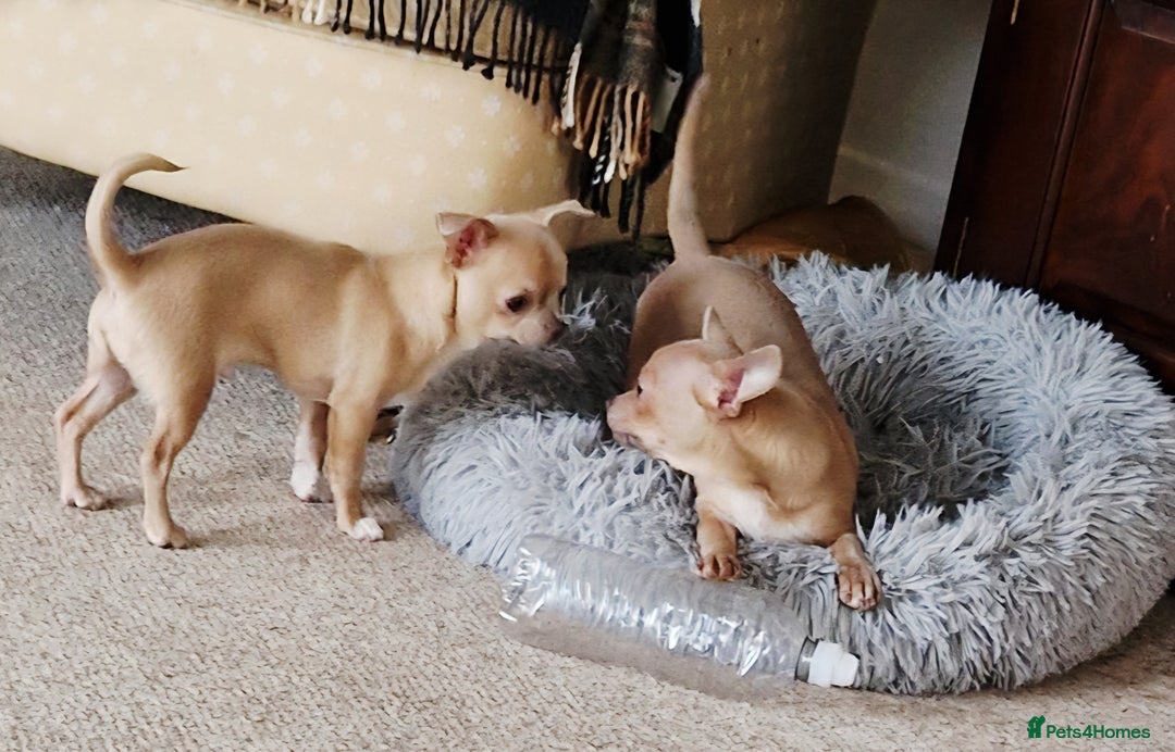 Chihuahua dogs for sale: Chihuhaha Puppies for sale - Advert 4
