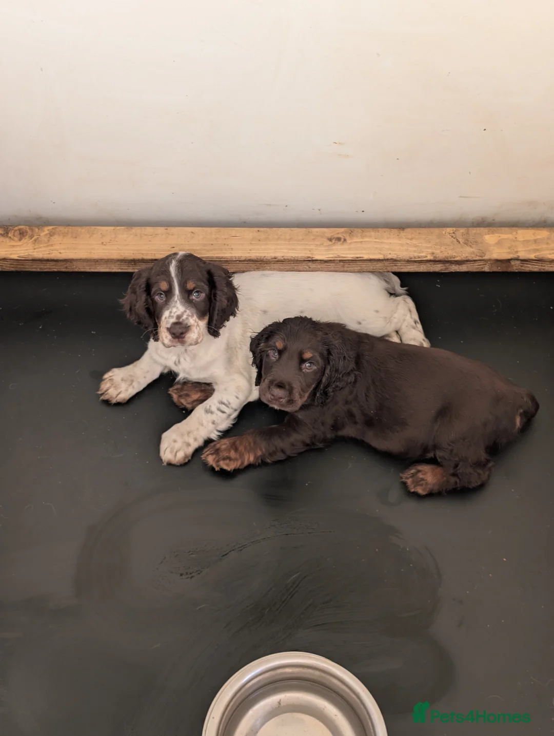 Cocker Spaniel dogs for sale: KC registered working cocker spaniel puppies  in Ryton - Advert 1
