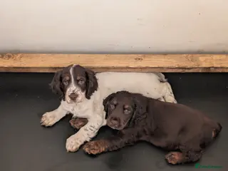 Cocker Spaniel dogs KC registered working cocker spaniel puppies - Advert 2
