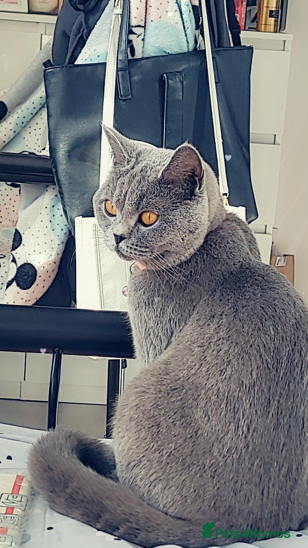 British Shorthair cats for sale: Pure British blue teddy kittens  - Advert 4