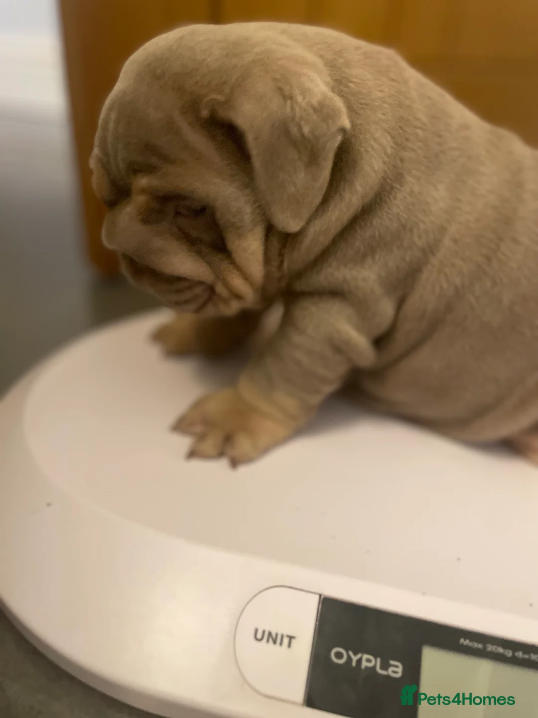 English Bulldog dogs for sale: Quality English bulldogs  - Advert 5