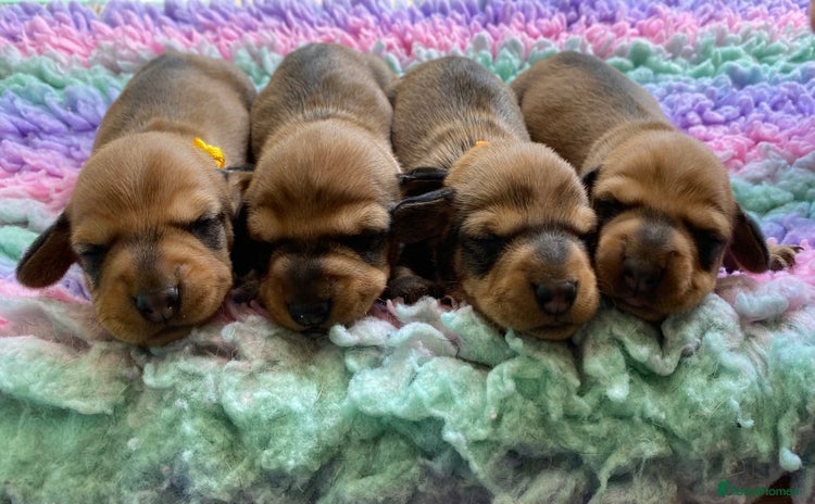 Miniature Dachshund dogs - Advert 14