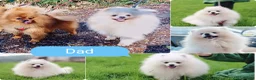 Pomeranian dogs for sale: KC registered pomeranian puppies - 4 girls  - Advert 6