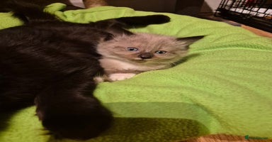 Mixed Breed cats Half Ragdoll kittens  - Advert 5