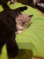 Mixed Breed cats Half Ragdoll kittens - Advert 2