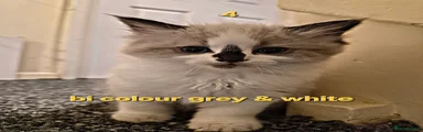 Ragdoll 4