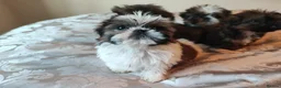 Shih Tzu dogs for sale: Beautiful imperial shih tzu puppies  - Advert 12