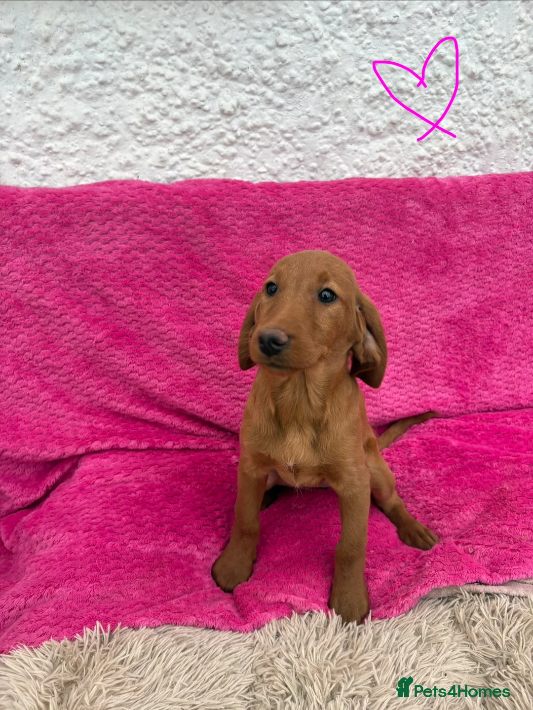 Labradoodle dogs for sale: Beautiful Labradoodle Puppies  - Advert 11