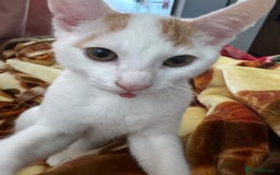 Turkish Van cats for sale: Turkish van cat  - Advert 7