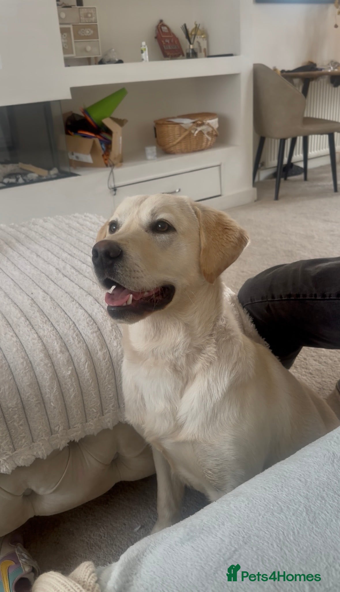 Labrador Retriever dogs 9 month old male yellow labrador - Advert 1