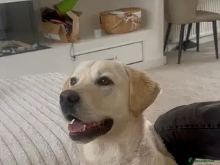 Labrador Retriever dogs 9 month old male yellow labrador - Advert 1