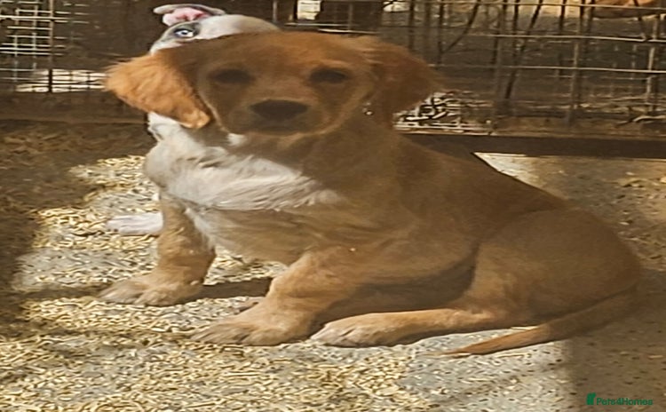 Golden Retriever dogs - Advert 10