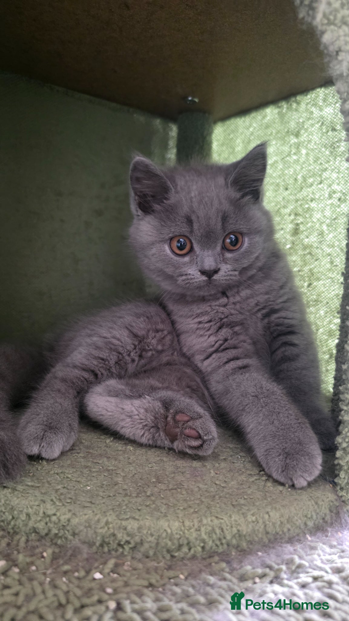 British Shorthair cats for sale: READY British shorthair female kitten  - Advert 2