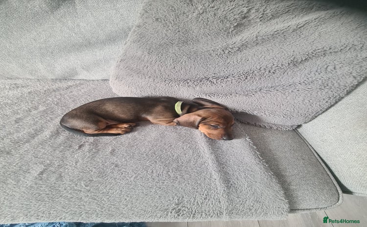 Miniature Dachshund dogs - Advert 11