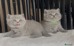 British Shorthair cats for sale: Absolutely beautiful BSH kittens  - Image 28