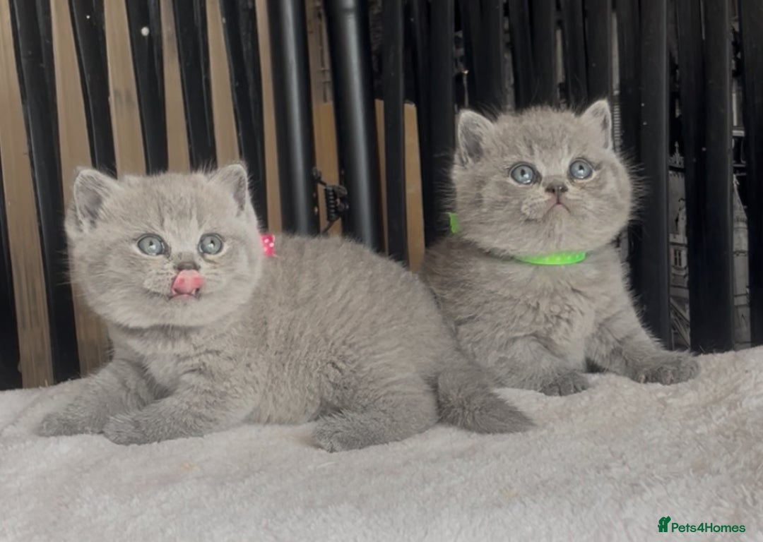 British Shorthair cats for sale: Absolutely beautiful BSH kittens  - Image 28