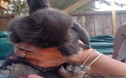 Mini Lop rabbits for sale: Mini lop rabbits  - Image 1