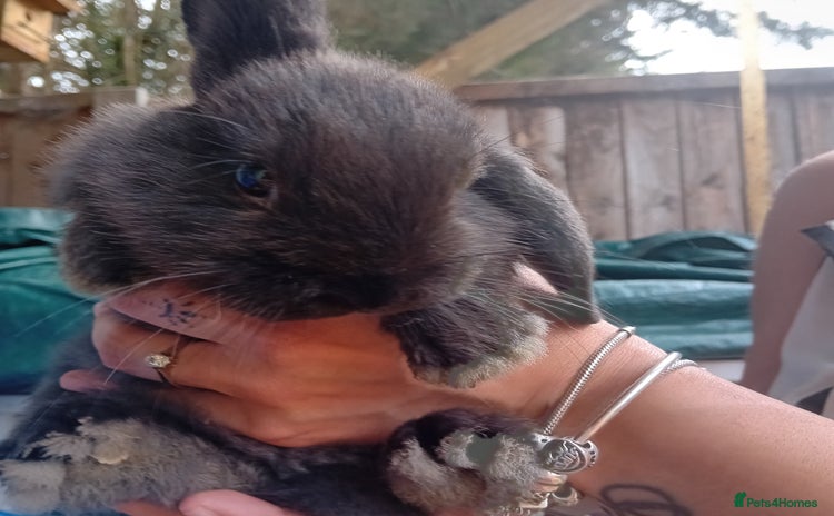 Mini Lop rabbits - Advert 14