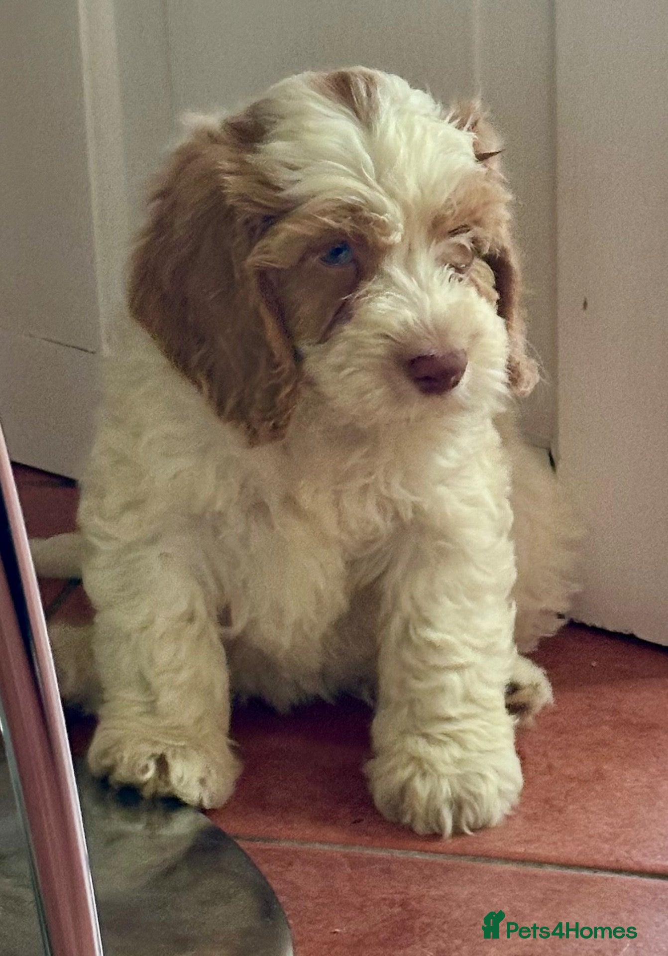 Cockapoo dogs Gorgeous PRA clear F1 Cockapoo puppies READY NOW - Advert 2