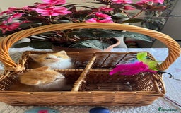 Persian cats for sale: Half Persian 2 Boys  - Image 11