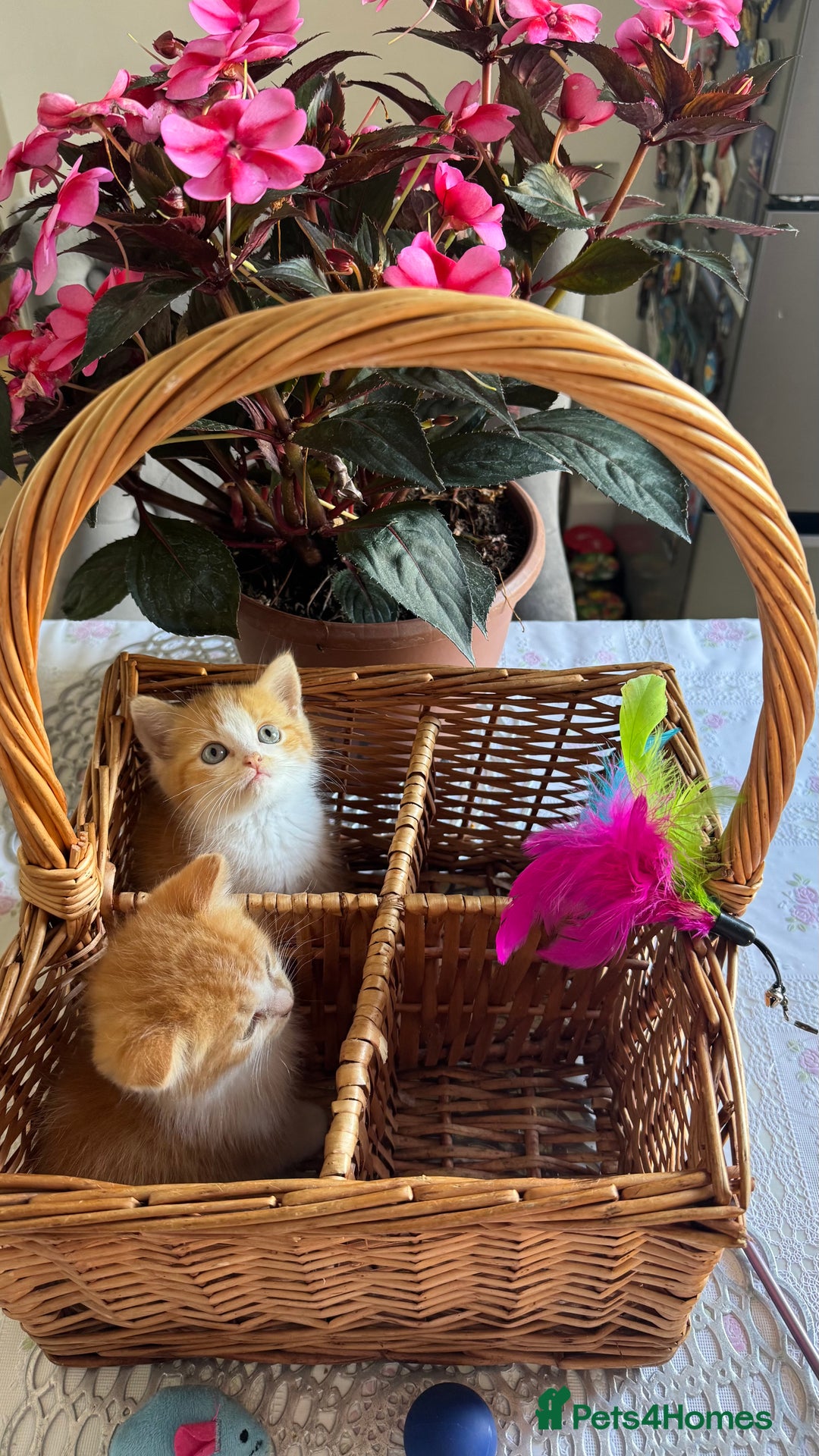 Persian cats for sale: Half Persian 2 Boys  - Image 11