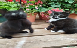 British Shorthair cats for sale: Beautiful kitten  - Image 3