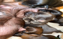 Miniature Dachshund dogs for sale: Stunning miniature dachshund puppies  - Image 15