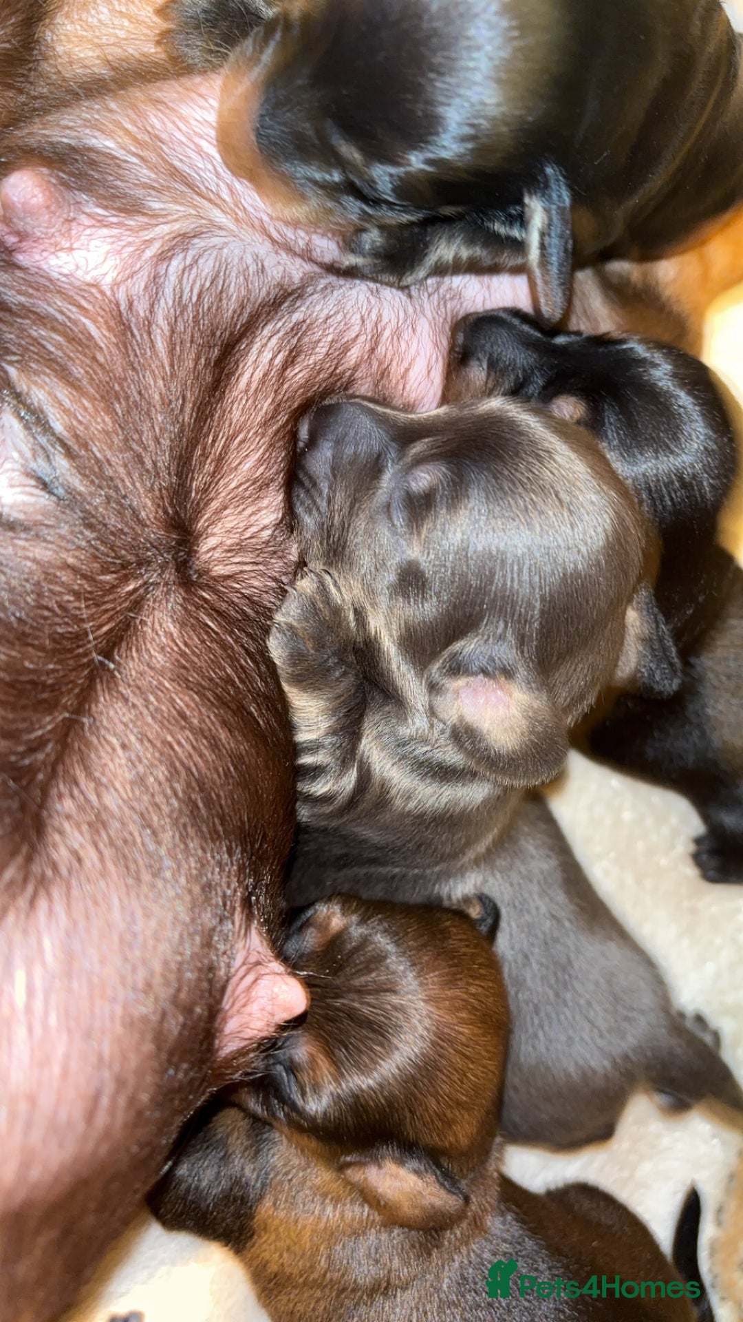 Miniature Dachshund dogs for sale: Stunning miniature dachshund puppies  - Image 15