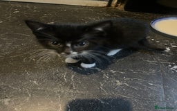 Mixed Breed cats for sale: 2 male 2 female kittens - Image 3