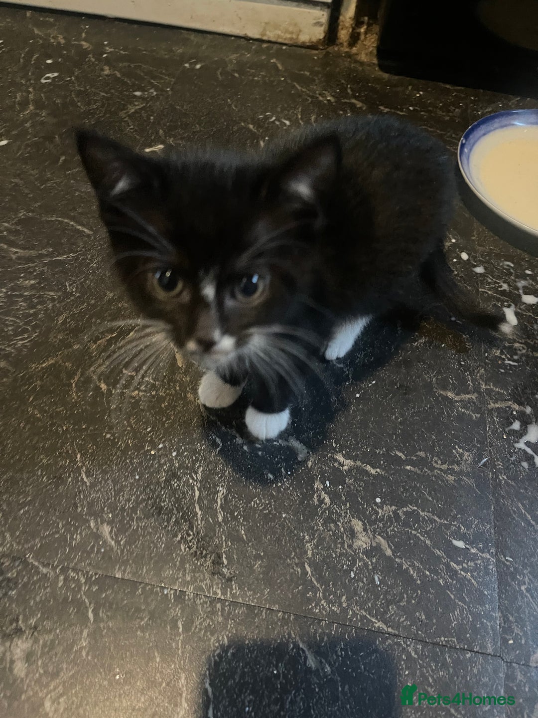 Mixed Breed cats for sale: 2 male 2 female kittens - Image 3