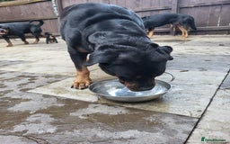 Rottweiler dogs for sale: Rottweiler puppy's 2 boys 5 girls - Image 3
