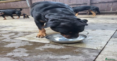 Rottweiler dogs - Advert 6